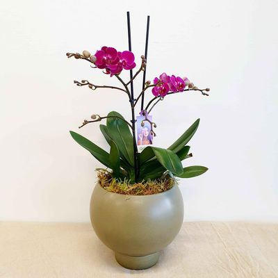 Phalaenopsis Orchids (Potted)