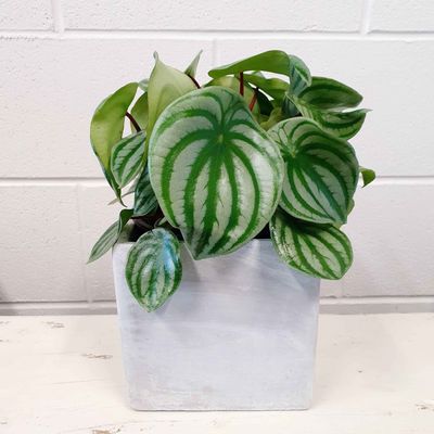 Watermelon Peperomia