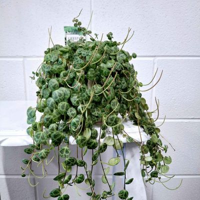 String of Turtles