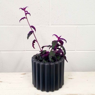 Potted Purple Fuzz Plant!
