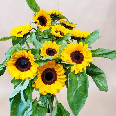 Best in Bloom! - Sunflowers