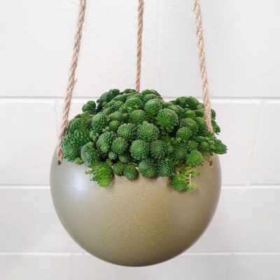 Potted Hanging Succulent