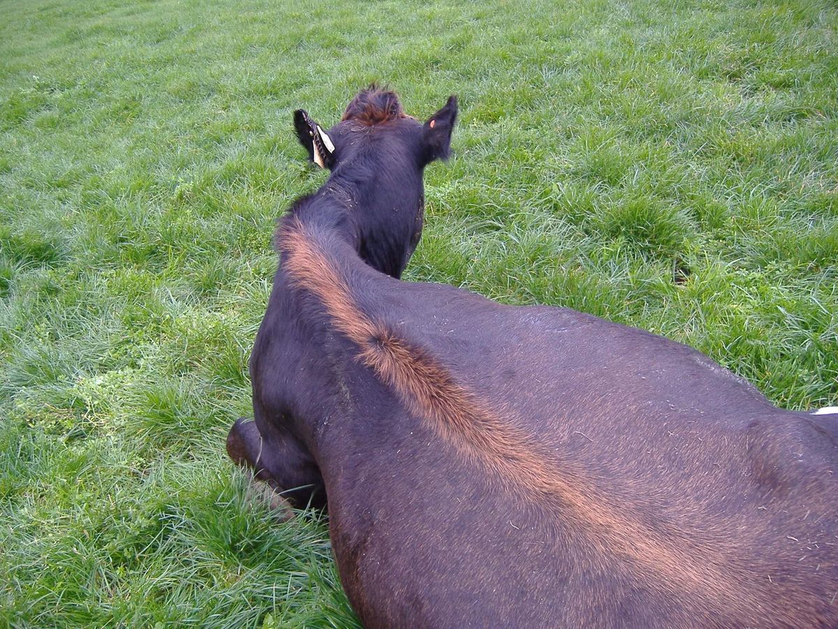 Samad Cow S.A.D Cow Management | The Cow Vets (2000) Ltd