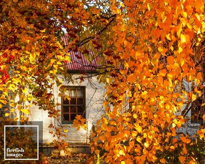 Crown Range Autumn Cottage - 16&quot; x 20&quot;