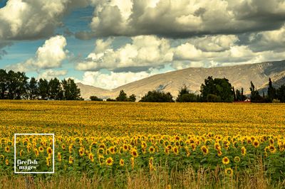 Crown Range Sunflowers - 12&quot; x 18&quot;