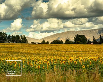 Crown Range Sunflowers - 16&quot;x 20&quot;