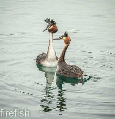 Australasian Crested Grebes - 12&quot; x 18&quot;