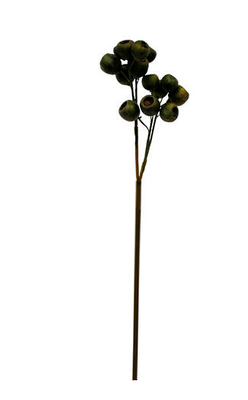 eucalyptus seed pod