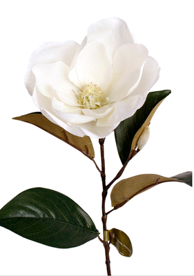 cameo magnolia