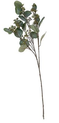 flowers eucalyptus stem 74