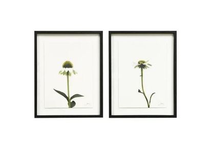 echinacea framed art