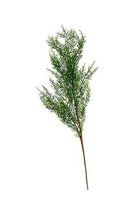 cedar branch