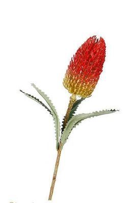 banksia spray red