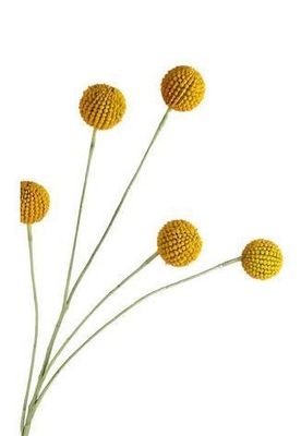 billy buttons spray