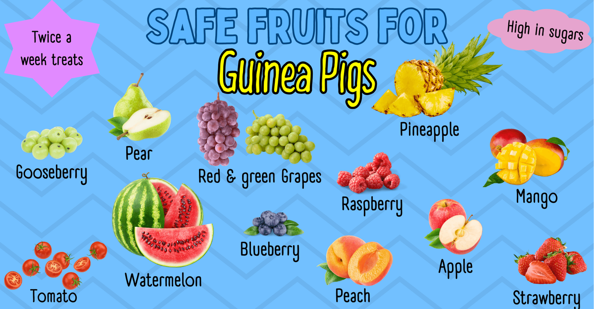 Can Guinea Pigs Eat Cat Food: Risks and Surprising Facts Revealed