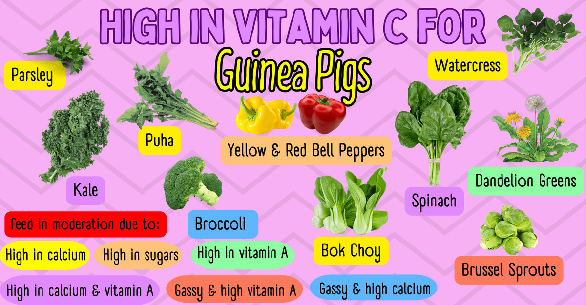What Can Eat Guinea Pig Fruit And Veg List Vitamin C What Food