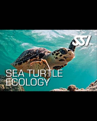 SSI SEA TURTLE ECOLOGY COURSE