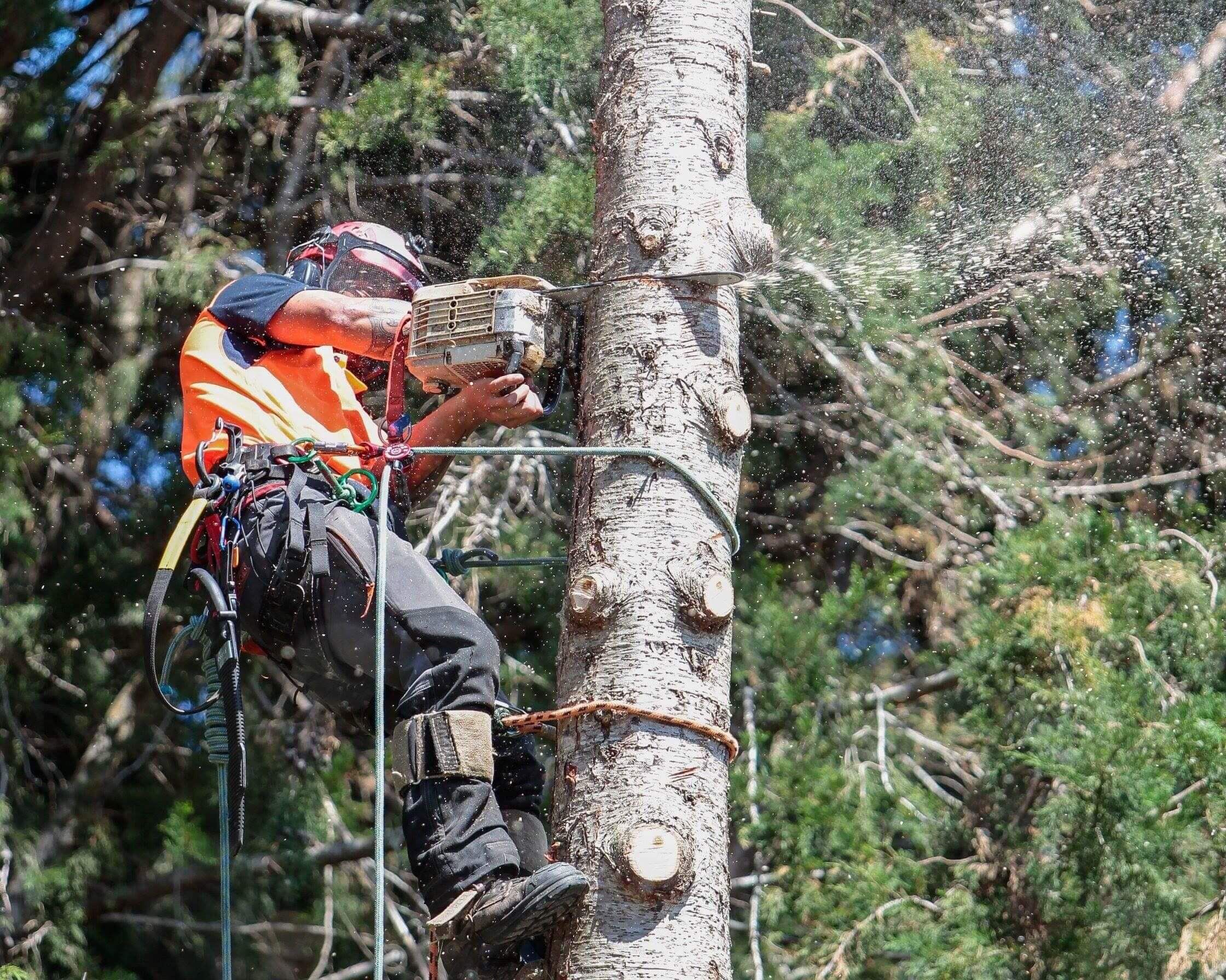 tree-services-tree-arborists-services