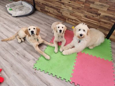 Puppies Daycare Passes