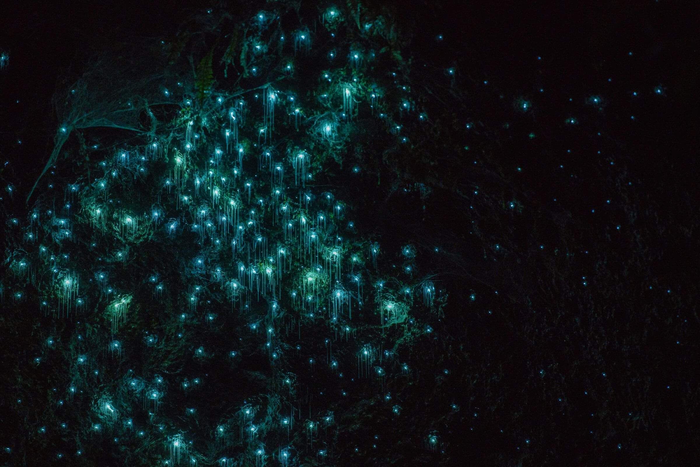 Overnight Escape Ultimate Adventure Package | Riverside Adventures Waikato, Lake Karapiro kayaking