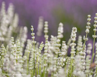 Lavender x intermedia ALBA