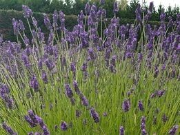 Lavender x intermedia Hidcote Giant