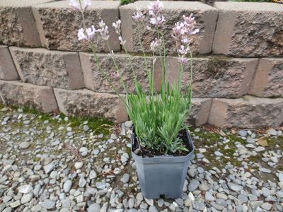 Lavender angustifolia Miss Katherine