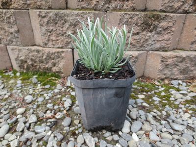 Lavender angustifolia Grey Hedge