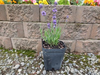 Lavender angustifolia Midnight Velvet