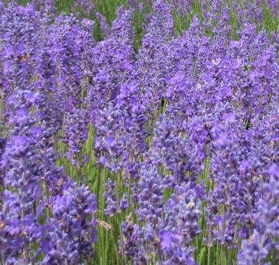 Lavender angustifolia Pacific Blue