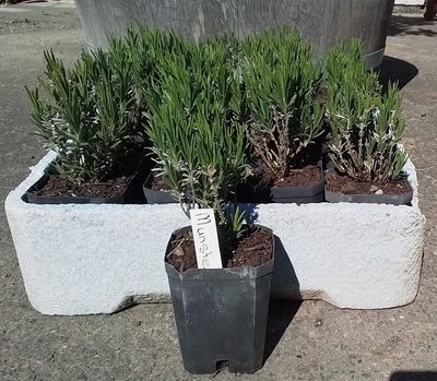 Lavender angustifolia MUNSTEAD