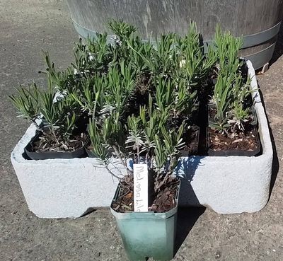 Lavender angustifolia MELISSA LILAC