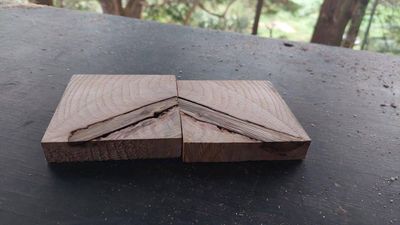 Pin Oak-Craft Wood-MM_mini-QUPAL-1862-2-1