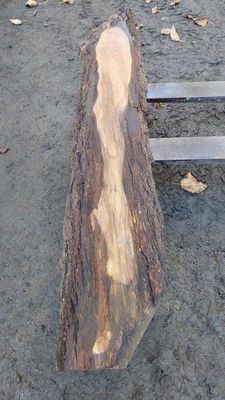 Black Walnut Mini Slab Premium 1847-5-1 RF1S B1