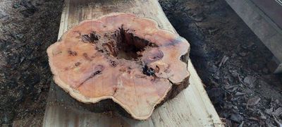 English Yew Tree RING 1687-6-1 0 Yard