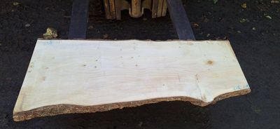 Ginkgo Slab Premium 170-134-1 RF1S B1