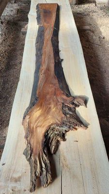 Weird and Wild, English Elm  Slab 1702-5-2 RF1S ELE3