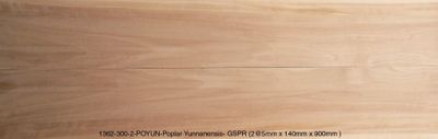 Yunnan Poplar-Guitar Side Premium Fiddleback-GSPR-POYUN-1362-300-2  MW2S  IW_Con