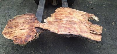 Weird Wonderful Wood, Macrocarpa Mini Slab 1927-6-1 RF1S ELE8
