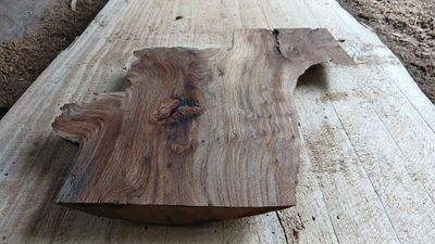 English Elm  Premium Mini Slab   1698-3-2 RF1S K3