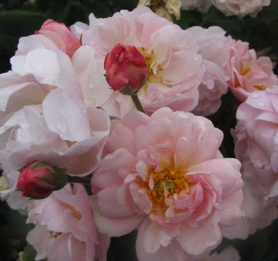 Cornelia - Old Garden Rose