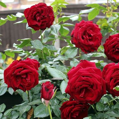 Crimson Glory - Old Garden Rose