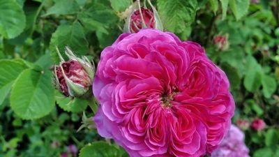Duc De Cambridge - Old Garden Rose