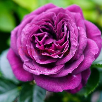 Ebb Tide - David Austin Standard Rose 800 mm