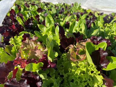 Salad mix - 230g bag