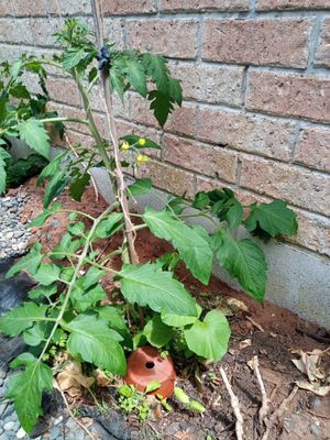 Water-Less 4L: the slow release watering system