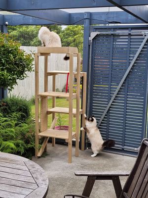 Outdoor Cat Platform Playground