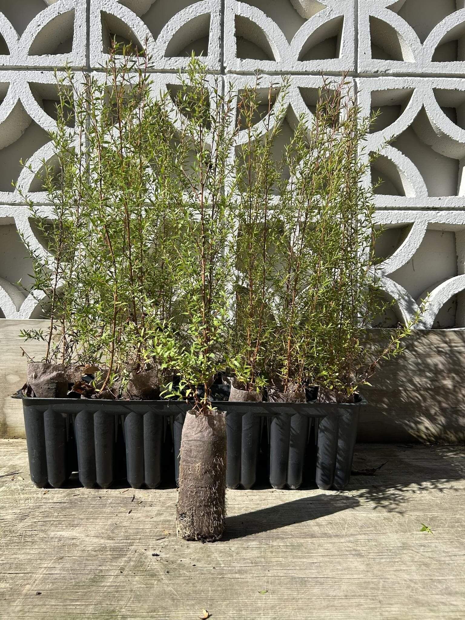 Leptospermum Scoparium - Manuka. Buy from the The Native Dairy Farmer. Waikato, New Zealand. Suitable for wetland, riparian and hill slope planting.