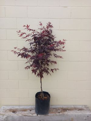 Acer palmatum atropurpureum - Japanese Maple
