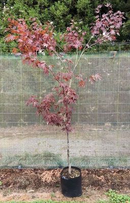 Acer palmatum atropurpureum - Japanese Maple